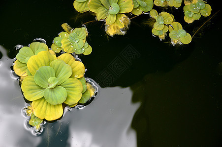 池塘植物浮萍场地热带冥想环境季节花园反射水池荒野图片