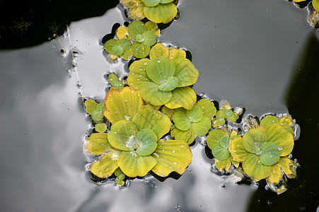 池塘植物叶子花瓣场地季节果乐树叶生长花园荷花水池图片