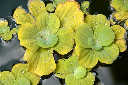 池塘植物果乐反射荒野荷花场地环境树叶植物学生长水池图片