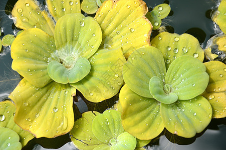 池塘植物季节公园冥想植物学荷花荒野浮萍花园环境杂草图片