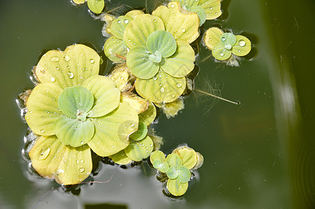 池塘植物杂草果乐水池叶子环境树叶荷花反射花园场地图片