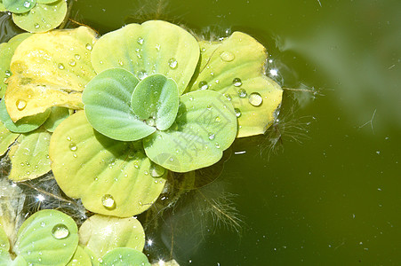 池塘植物季节情调场地果乐花园杂草热带冥想水池浮萍图片
