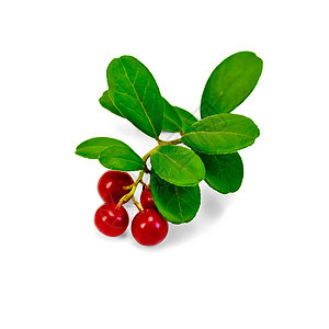 含叶子的莓康复枝条收藏正方形小吃浆果早餐甜点营养水果图片