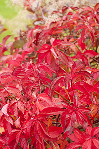 秋天红藤叶叶子颜色藤蔓植物生物学树叶藤叶红色图片