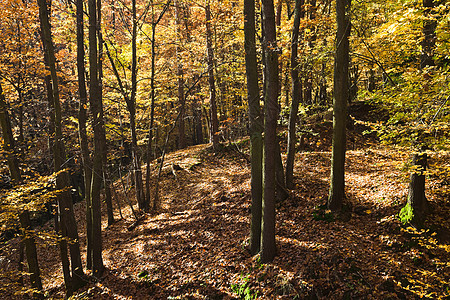 橡树林小路树干射线橡树阳光生长风景树叶森林木头图片
