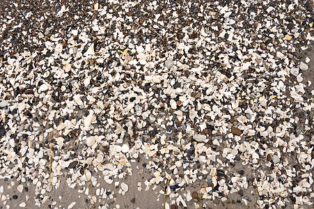 波罗的海海滩上的贝壳图片