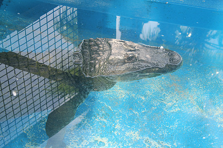 蓝水中的鳄鱼蓝色池塘荒野水池动物沼泽地野生动物沼泽爬虫游泳图片