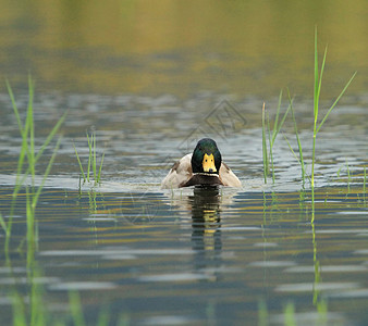池塘上的马华达鸭子绿色男性涟漪荒野公园白色翅膀水禽游泳羽毛图片