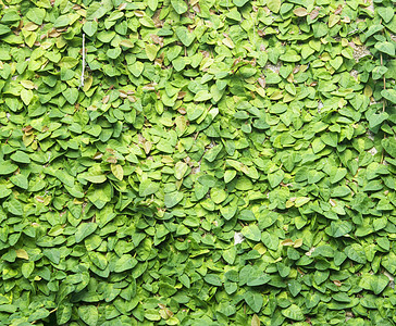 绿色克里普叶子建筑学植物藤蔓墙纸建筑房子花园静脉植物群图片