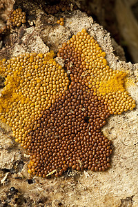 毛毛虫背景棕色性质黄色植物宏观图片