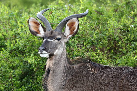 Kudu 男性肖像图片