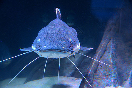 大鱼水族馆蓝色动物园动物海洋生物图片