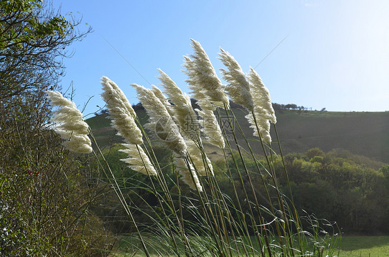 蒲苇农村荒野植物植物群树木天空蓝色绿色花园丘陵图片