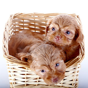 两只小狗在摇晃的篮子里友谊毛皮动物哺乳动物快乐棕色贵宾犬好奇心兰花爪子图片