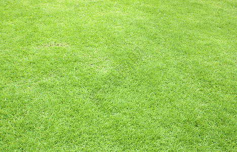 草作为背景的纹理运动草皮生长植物高尔夫球土地环境墙纸绿色植物公园图片