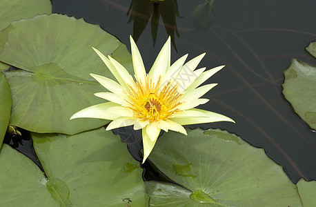 荷花水池娱乐花园植物池塘叶子传统味道公园环境图片