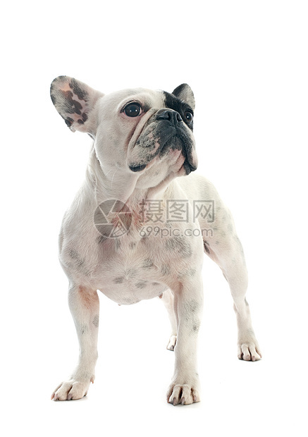 法国斗牛犬斗牛犬动物犬类女性白色工作室宠物图片