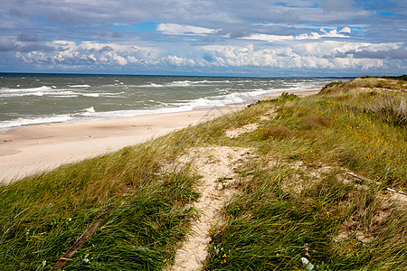 波罗的海爬坡花朵海滩黄色阴影白色蓝色植物绿色沙嘴图片