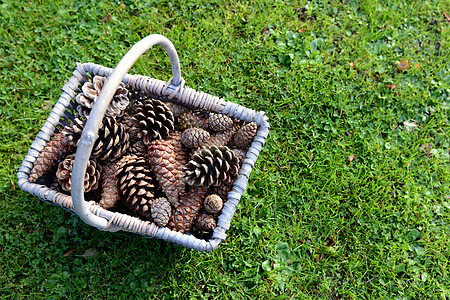 果实的篮子 充满草地上的松锥图片