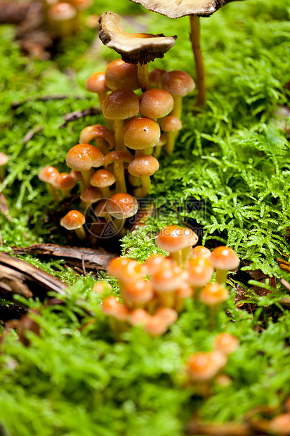 林中棕色蘑菇组 秋天室外收成荒野森林环境食物植物木头蔬菜季节宏观图片