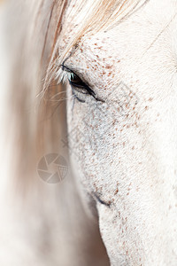 美丽的前安达卢西亚马马术天空情绪自由农场草地鬃毛脊椎动物蓝色头发图片