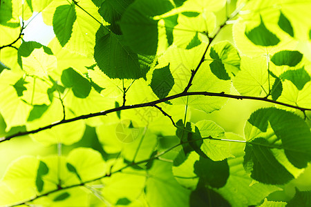 美丽的树叶阳光公园生长环境植物森林绿色晴天叶子图片