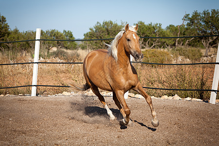 在马牧场外的金色金发美金色cruzado马匹小跑力量太阳自由跑步蓝色橙子鬃毛荒野动物图片