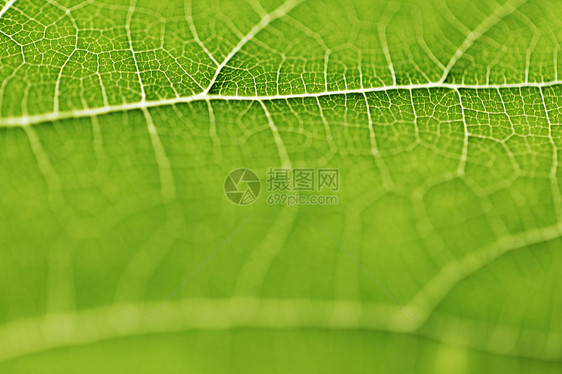 绿叶纹理不对称植物宏观绿色环境静脉图片