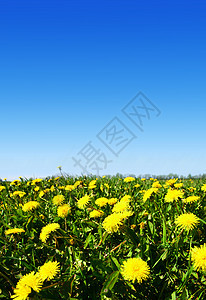 牧场绿地花园幸福蓝色季节场地农场花瓣晴天植物国家图片