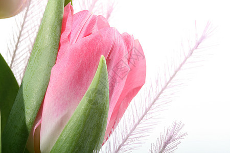 粉色郁金香美丽植物白色花园绿色公园图片