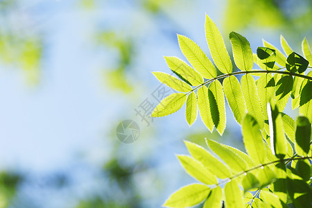 绿叶背景背景蓝色环境叶子森林绿色树叶植物季节阳光天空图片