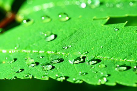 自然自流水露珠绿色草地叶子天气雨滴环境生长生活水滴背景图片