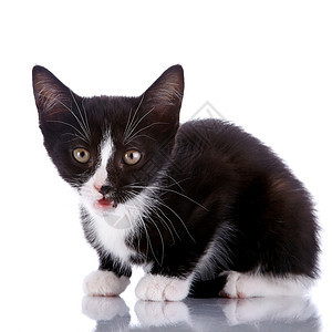 黑白小被吓的小猫咪耳朵宠物动物毛皮婴儿兽医黑色乐趣哺乳动物脊椎动物图片