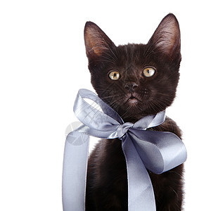 一只灰弓的黑小猫的肖像食肉耳朵脊椎动物乐趣晶须眼睛兽医尾巴好奇心婴儿图片