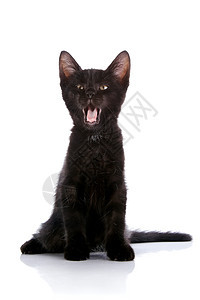 黑小猫坐在白色背景上尾巴食肉眼睛乐趣兽医毛皮友谊爪子黑色猫科图片