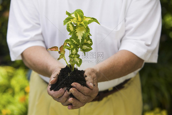 一位在花园里种植物的老人的中产阶级图片