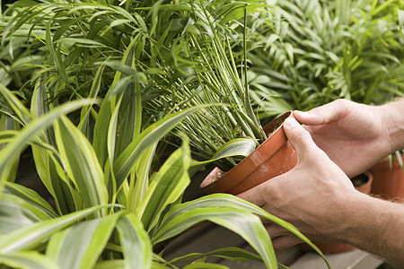 人类手握陶植植物的裁剪图象图片