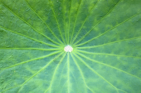 Lotusaf 叶子背景植物涟漪叶脉绿色水生植物纹理宏观花朵图片