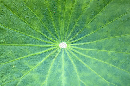 Lotusaf 叶子背景植物涟漪叶脉绿色水生植物纹理宏观花朵背景图片