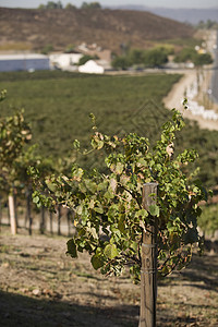 葡萄园中一个铁丝栅栏柱上的葡萄藤图片