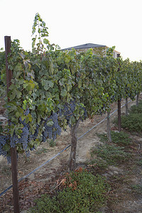 葡萄园里挂着一排葡萄的绳子绿色藤蔓食物生长田园栽培葡萄园农场酿酒叶子图片