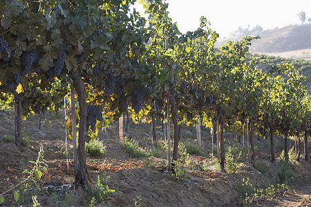 葡萄园里挂着一排葡萄的绳子田园农场藤蔓生长酿酒葡萄园树叶阳光风光食物图片