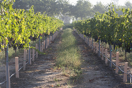 葡萄园中长排葡萄种植园的葡萄庄大道背景