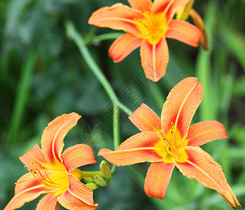 莉莉丝丹百合植物橙子花瓣庆典花朵针状公园时间叶子背景图片