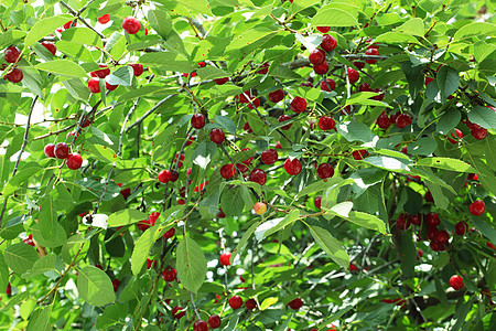 樱桃养分摄影蔬菜植物食物农场水果时间叶子农业图片