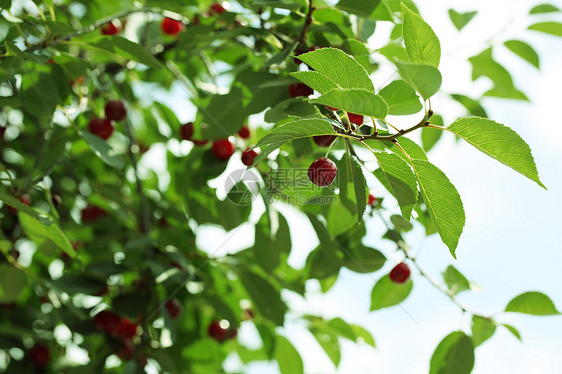 樱桃园艺食物农业叶子养分摄影农场蔬菜水果浆果图片