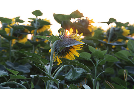 向日葵的领域耕地农场植物家庭阳光草地场景场地花朵运动图片