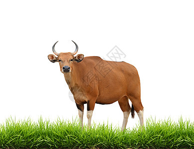 与隔离的绿草隔绝绿色棕色荒野野生动物动物力量成人喇叭哺乳动物奶牛图片