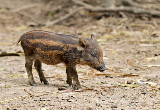 婴儿野猪鼻子动物荒野野生动物绿色头发毛皮小猪哺乳动物棕色图片