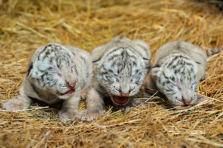 白孟加拉虎幼崽野生动物黑色婴儿白色幼兽猫科团体荒野条纹新生图片